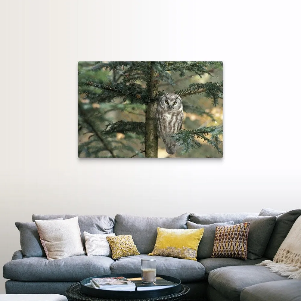 " Owl in Tree " Canvas Wall Art